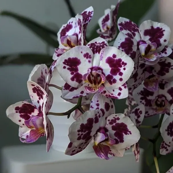 Phalaenopsis Spilled ink
