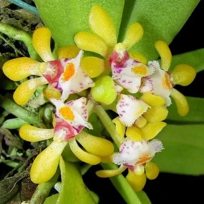 Gastrochilus obliquus sp (Gastrochilus)