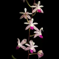 Stereochilus pachyphyllus