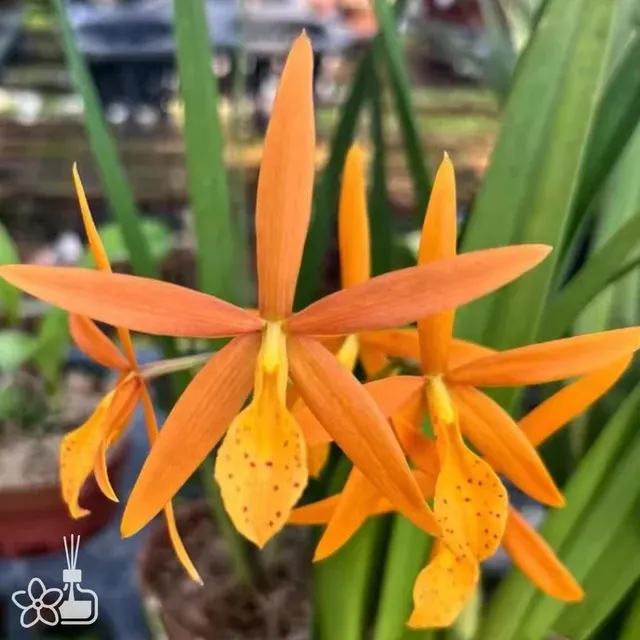 Potinara Golden Peacock