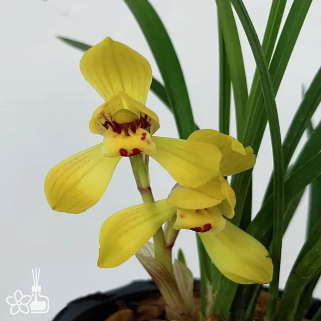 Cymbidium goeringii 'Huan-Jin-Da-Fu-Gui'
