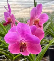 Papilionanda Traci Slusher 'Dazzling'