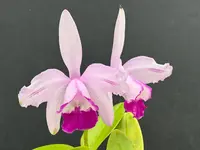 Cattleya intermedia flamea marginata ‘Albertinho’ - blooming size division