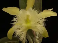 Brassavola digbyana or Rhyncholaelia digbyana Species from Mexico