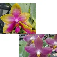 Phalaenopsis Princess Kaiulani × Germaine Vincent var. blue 2.5" Fragrant