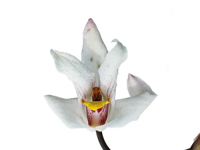 Maxillaria platypetala (Maxillaria)