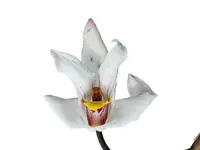 Maxillaria platypetala
