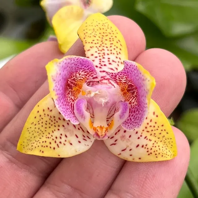 Phalaenopsis Nobby's Pumpkin - Peloric