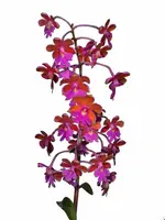 Epidendrum schweinfurthianum
