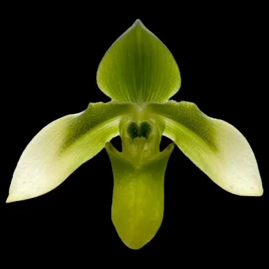 Paphiopedilum appletonianum var. aureum 'Green Beauty'