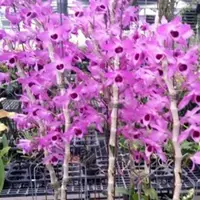 Dendrobium Nestor 'Red Dragon' 2.5" Fragrant