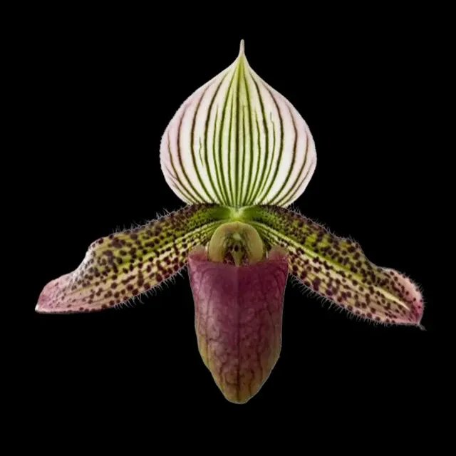 Paphiopedilum Mystic Sound