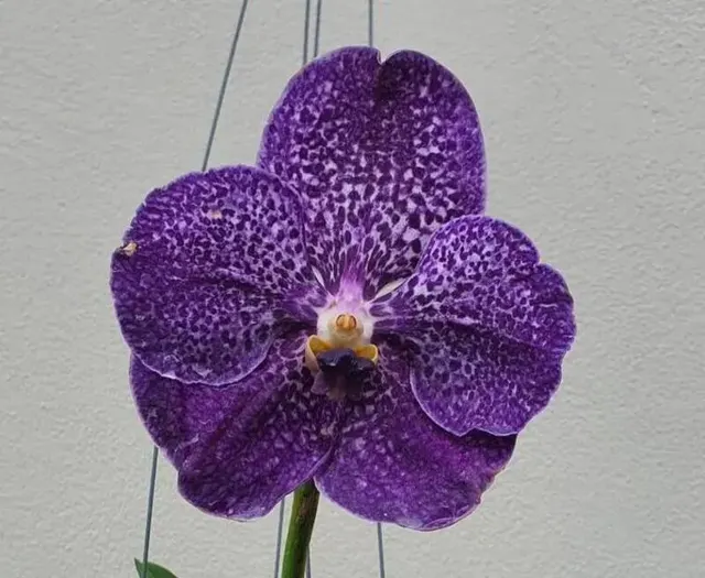 Vanda Pakchong Blue x Kulwadee (Vanda)