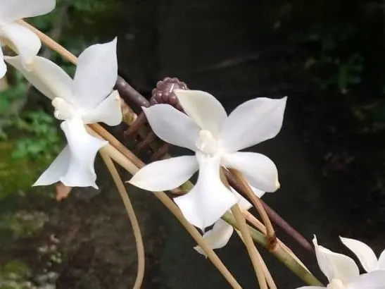 Aerangis kotschyana (Aerangis)