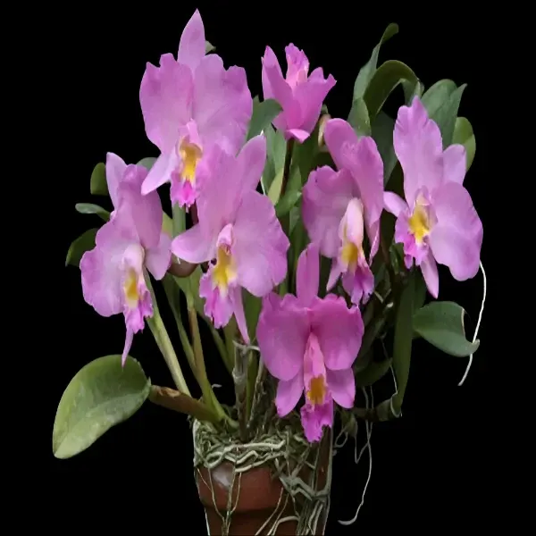 Cattleya Daris & Byron 'Christmas Rose'