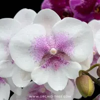 Phalaenopsis 'SOGO F8603' Orchid Plant - BS