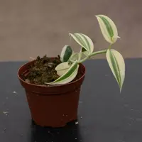 Orchid Vanilla planifolia albo variegata