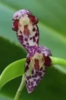 Pleurothallis restrepioides — BS / Nonblooming