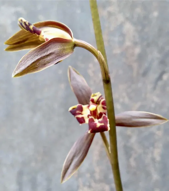 Cymbidium sinense 'Wen Han Qi Die' (Cymbidium)