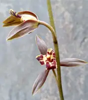 Chinese Cymbidium sinense Wen Han Qi Die