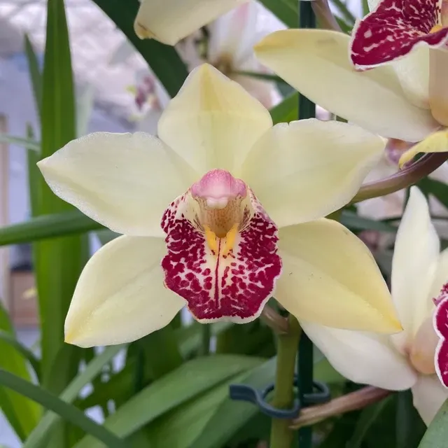 Cymbidium Summer Pearl