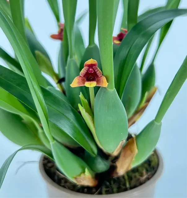 Maxillaria variabilis 'Sunset' (Maxillaria)