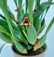 Maxillaria variabilis Hybride "Sunset" — Blühfähige Pflanze