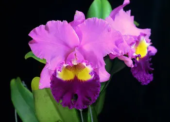 Rhyncholaeliocattleya Taichung Beauty 'Cosmetic Bull' (Rhyncholaeliocattleya)