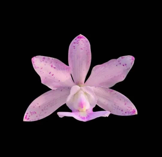 Cattleya aclandiae x