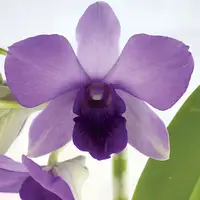 Dendrobium Aridang Blue Orchid Comes in 4" pot