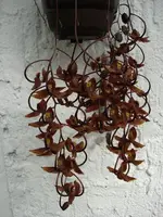 Gongora galeata — blühfähige Pflanzen