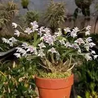 Dendrobium kingianum semi-album — BS-2.5 in / Nonblooming