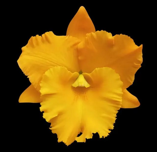 Rhyncholaeliocattleya Thaksina Gold