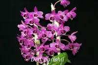 Den. parishii (DPH) ( - - parishii )