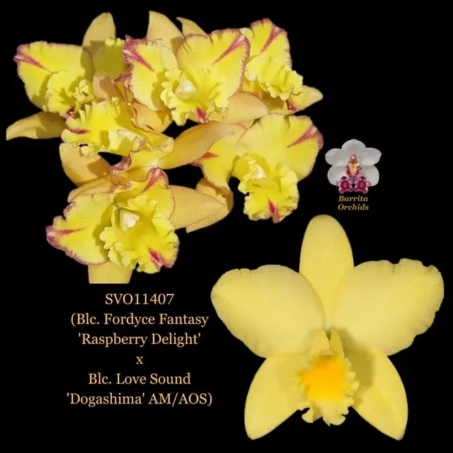 Cattleya Orchid Hybrid SVO11407 'Raspberry Delight' (Cattleya)