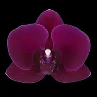 Phalaenopsis Ching Ann Purple Diamond 2.5"