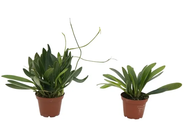 Masdevallia infracta 'f. alba' (Masdevallia)