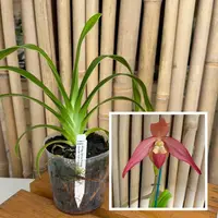Phrag. China Dragon (4" Pot) - Not Blooming