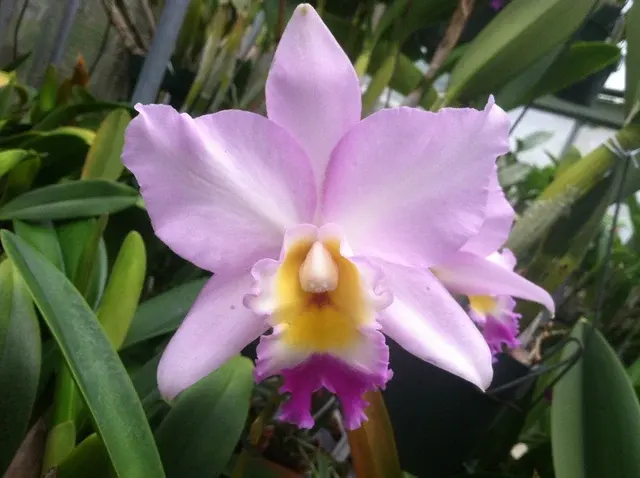 Laeliocattleya Love Fantasy 'Waldor' (Laeliocattleya)