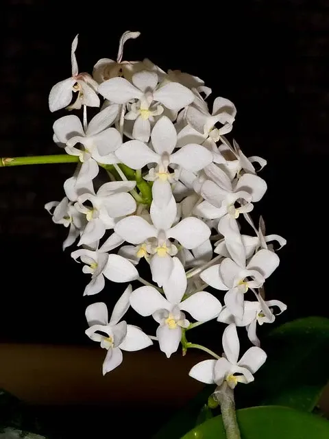 Phalaenopsis equestris 'f. alba'