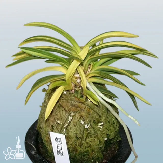 Neofinetia falcata 'Asahiden'