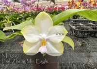 Phal. Zheng Min Eagle (Rainbow Falconer ' Prince' x Yaphon Lover ' Prince ' )