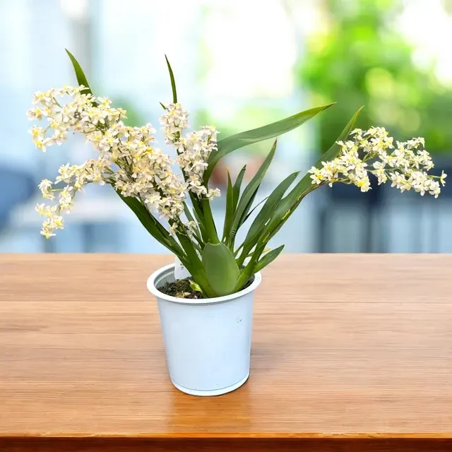 Oncidium Twinkle Pearl D12