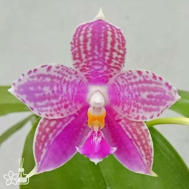 Phalaenopsis Lyndon Mix Zebra '824'