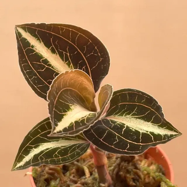 Anoectochilus Leyli Brown