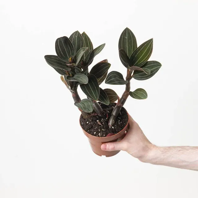 Ludisia discolor 'Dark Lightning'