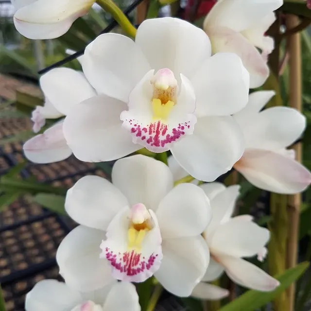 Cymbidium Paradisian Evolution 'White Angel'