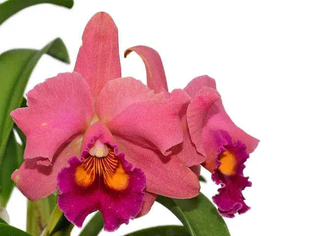 Rhyncholaeliocattleya Wayra (Rhyncholaeliocattleya)