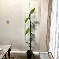 Vanilla Vine Orchid – Vanilla planifolia Live Orchid Vine | 1 Foot Tall | Shipped in 6 Inch Pot Edible Vanilla Bean Plant | Tropical Climbing Orchid | Rare Houseplant