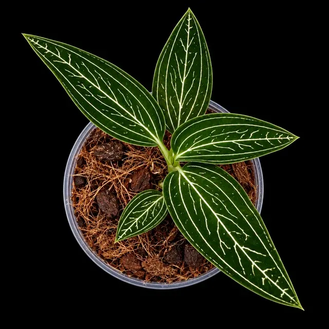 Ludisia discolor var. alba 'Platinum Vein'